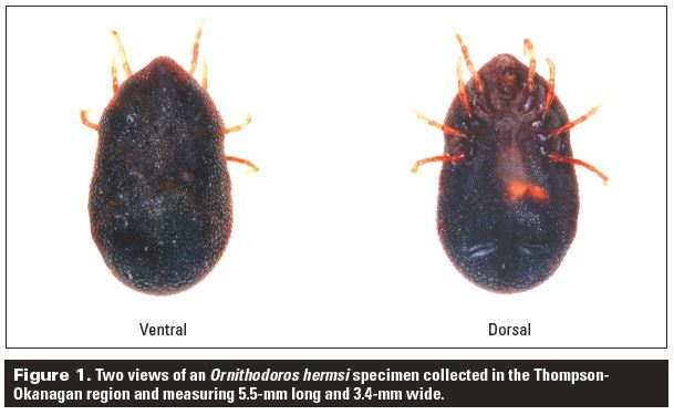 Tick-borne Relapsing Fever In British Columbia: A 10-year Review (2006 ...